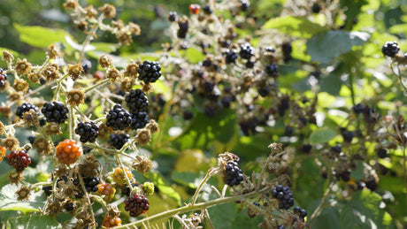 How To Identify Edible Wild Plants and Berries: The Ultimate Field Guide for Safe Foraging