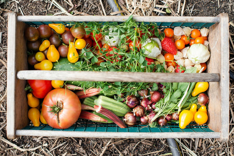 Survival Gardening 101: Grow Your Own Food When the Grid Goes Down