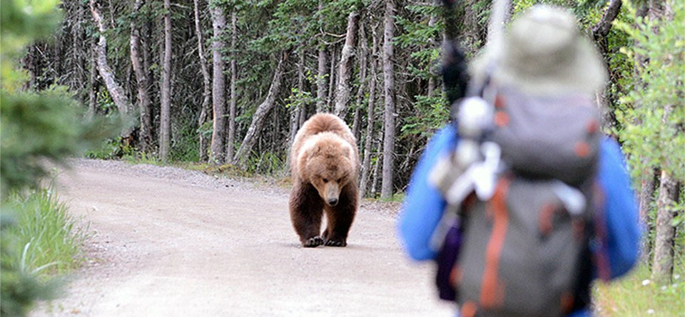 Bear Safety Tips For Hikers Stay Prepared Protected Mountainready