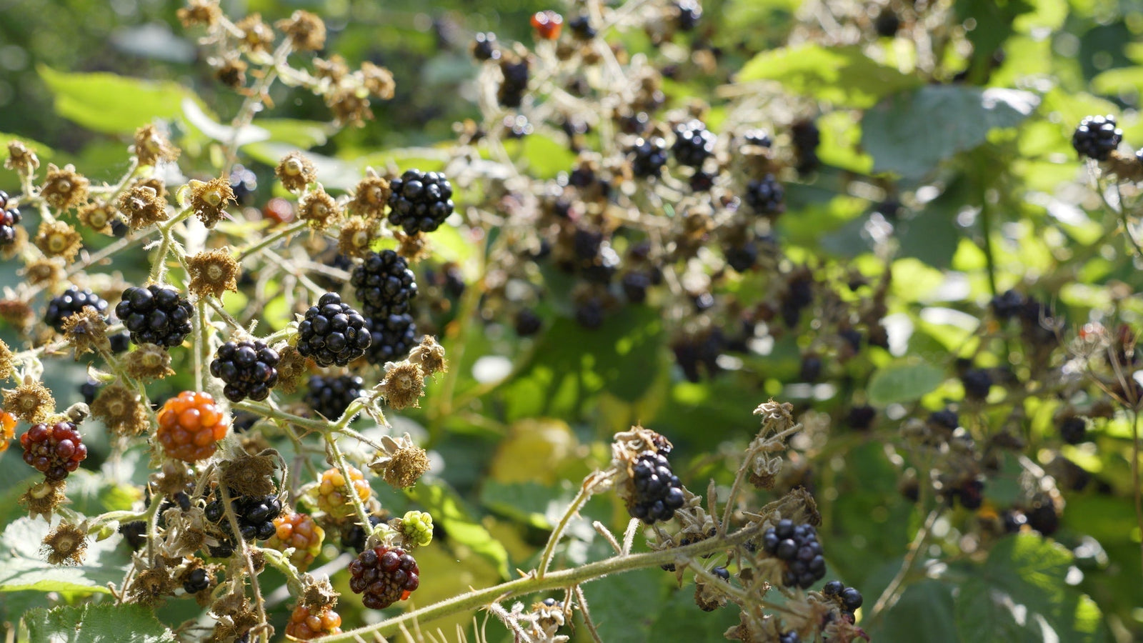 How To Identify Edible Wild Plants and Berries: The Ultimate Field Guide for Safe Foraging