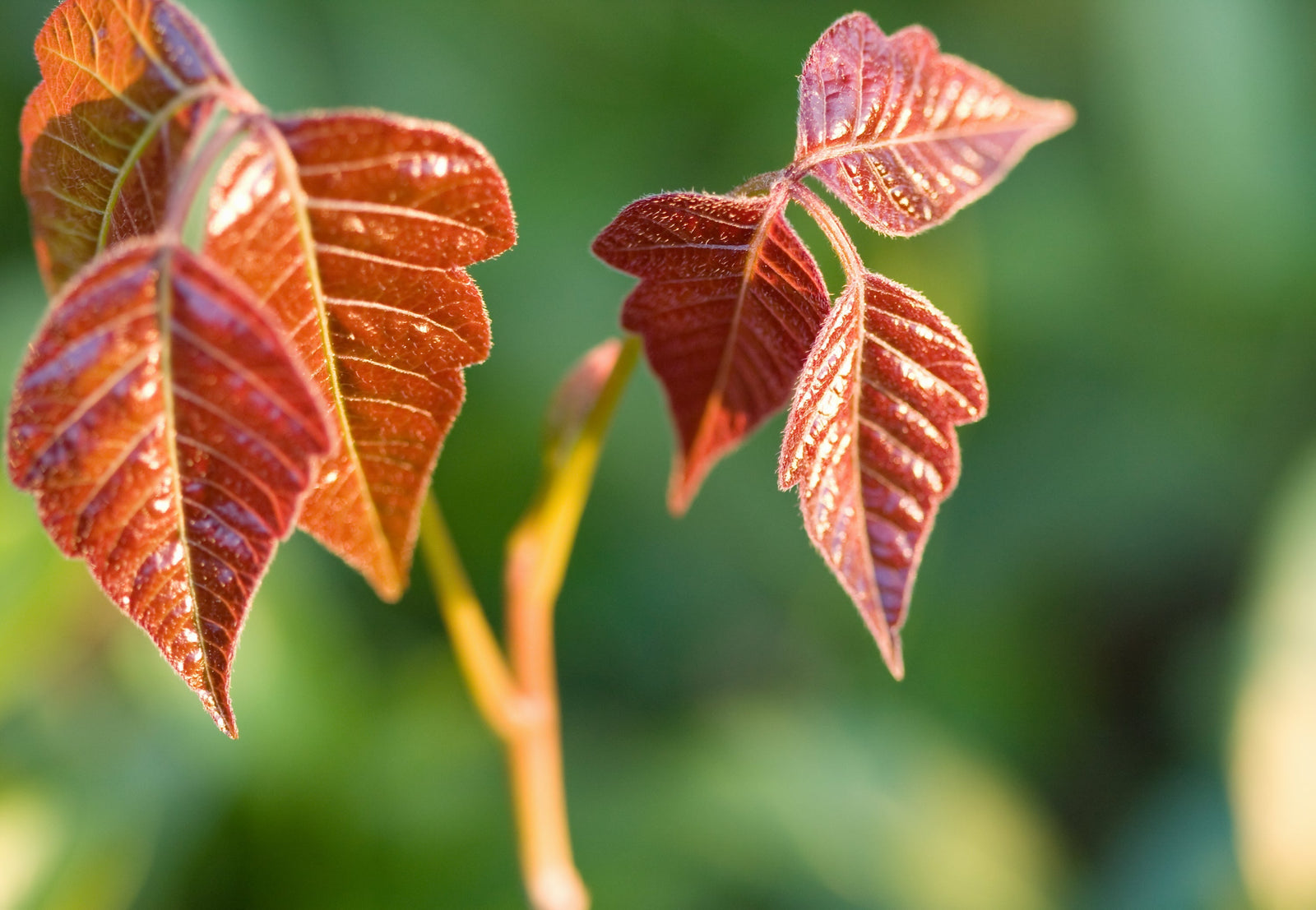 How to Identify Poison Ivy