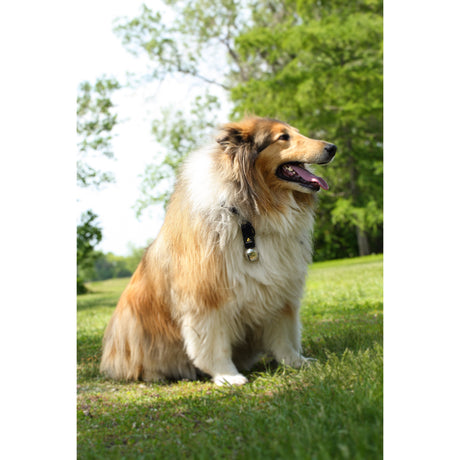 COGHLANS - Bear Bell with Carabiner for Outdoor Safety
