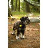 COGHLANS - Magnetic Bear Bell Yellow