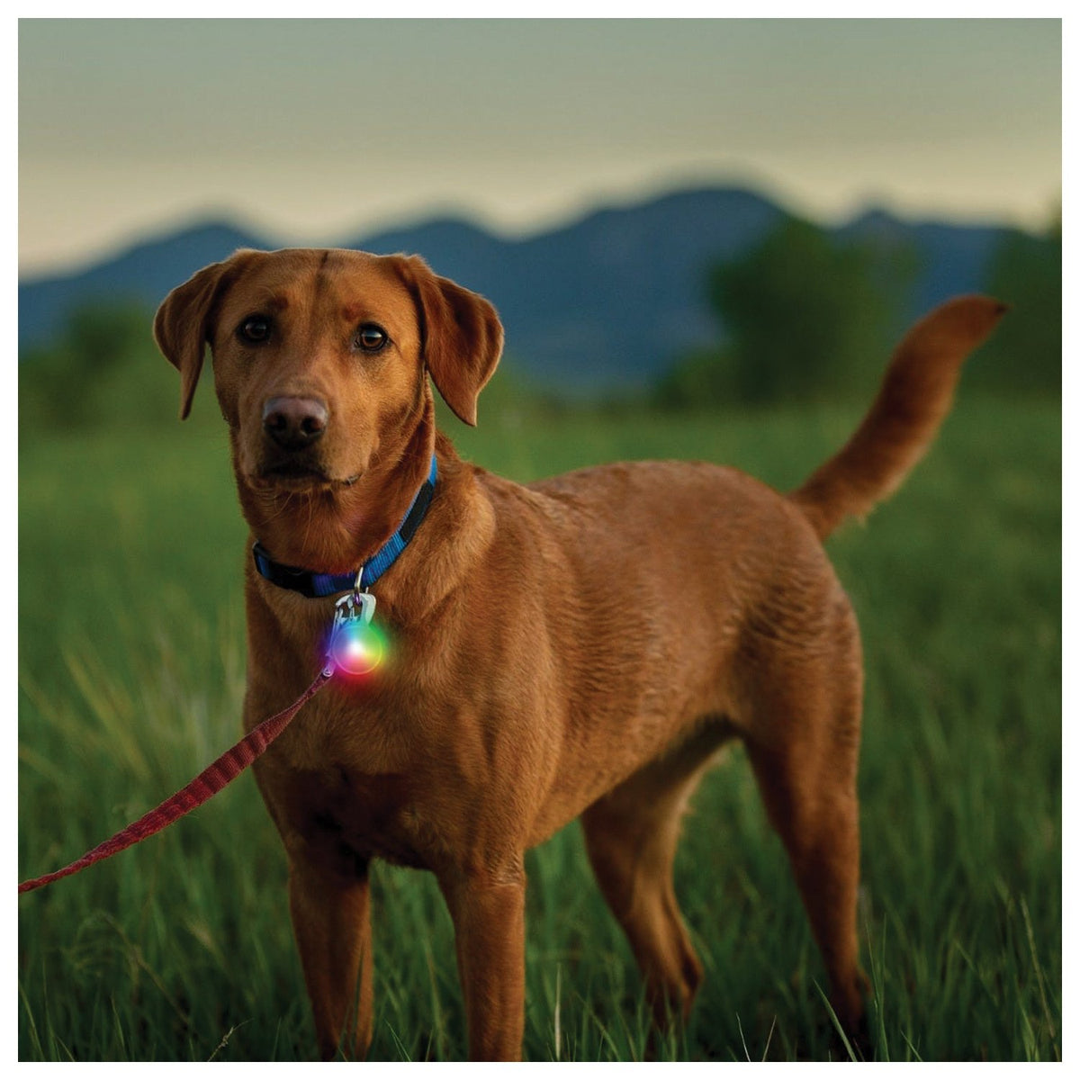 NITE IZE - SpotLit Recharge Collar Light