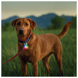 NITE IZE - SpotLit Recharge Collar Light
