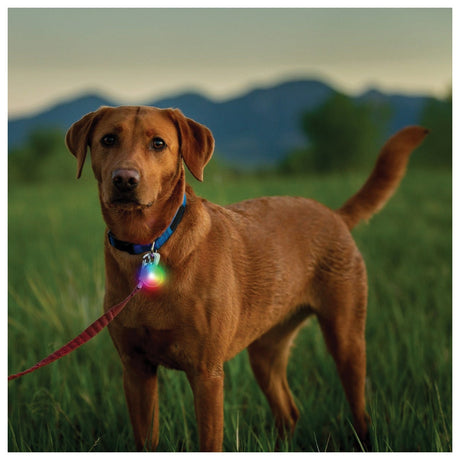 NITE IZE - SpotLit Recharge Collar Light